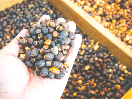 Dried coffee beans on handの写真素材