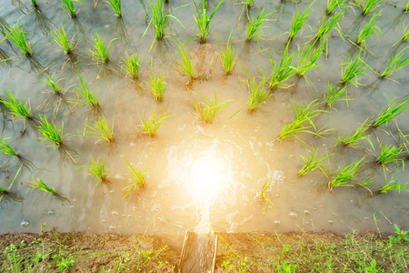 Young rice are growing in the rice fields.の写真素材
