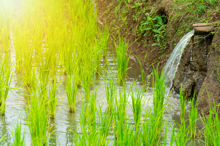 Young rice are growing in the rice fields.の写真素材