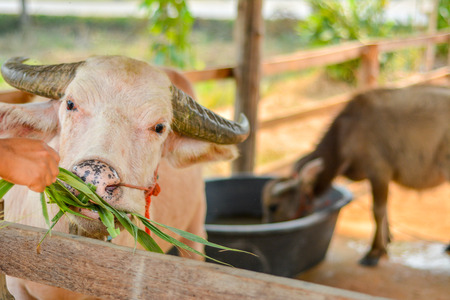 Asian buffalo in Thailand.の写真素材