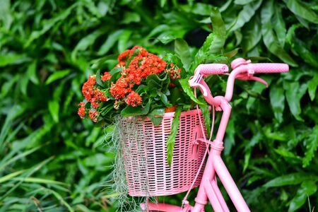 Beautiful flowers in the garden.の写真素材