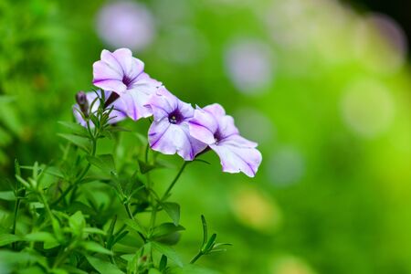 Beautiful flowers in the garden.の写真素材