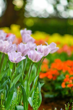 Beautiful flowers in the garden.の写真素材
