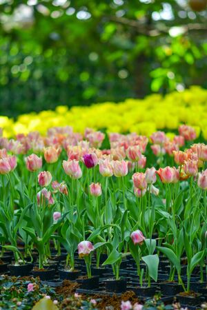 Beautiful flowers in the garden.の写真素材