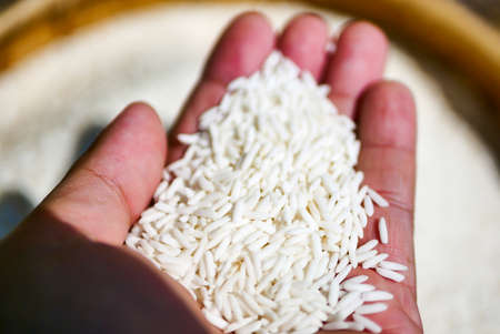 Hand holding a dry rice seeds.の写真素材