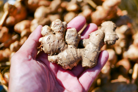 Close up of hand holding fresh ginger