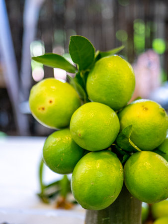 Fresh green lemons on a tree in the garden, stock photoの写真素材