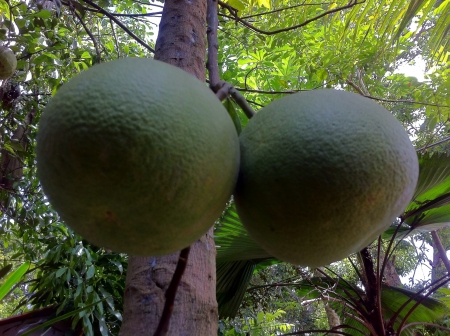pomelo is one of my favorite fruits