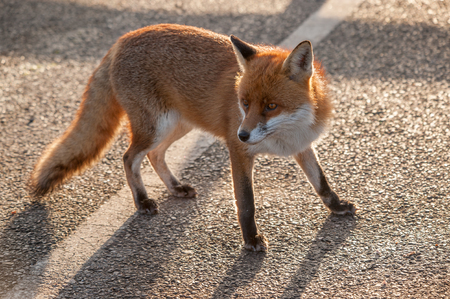 Fox with head turned