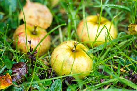 Fallen applesの写真素材