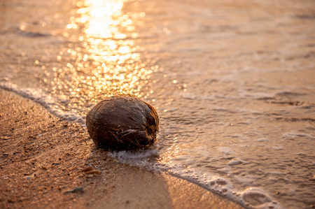 Coconut on a beach being hit by the waves of the tideの写真素材