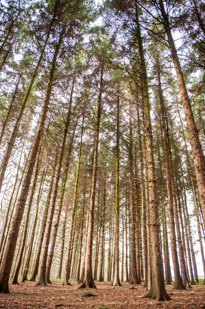 Large tall trees in a forest in day lightの写真素材