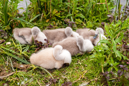 Young swan cygnets nesting together near waterの写真素材