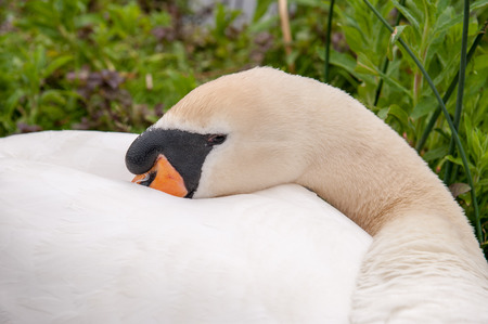 Close up of a swan with neck in back feathersの写真素材