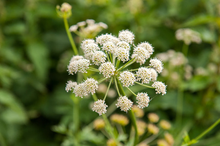 white wild flowers close up in fieldの写真素材