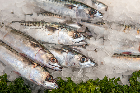Silver fish at market on iceの写真素材