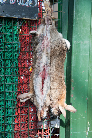 Hanging dead wild rabbits at marketの写真素材