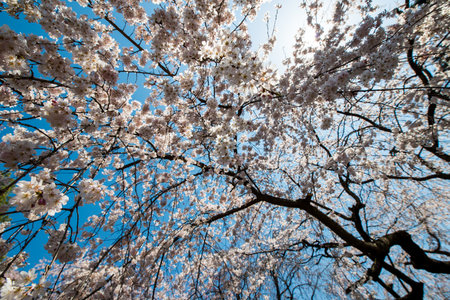 Colorful flowers and trees in blossom in the summer seasonの写真素材