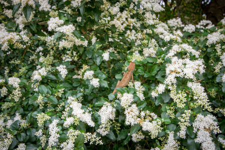 Colorful flowers and trees in blossom in the summer seasonの写真素材