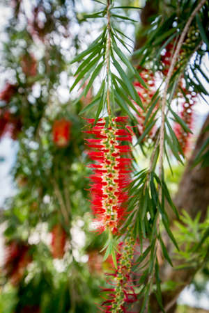 Colorful flowers and trees in blossom in the summer seasonの写真素材