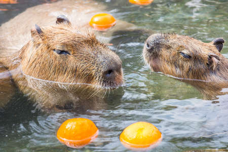 Large South American rodent called the Capybara at the zooの写真素材