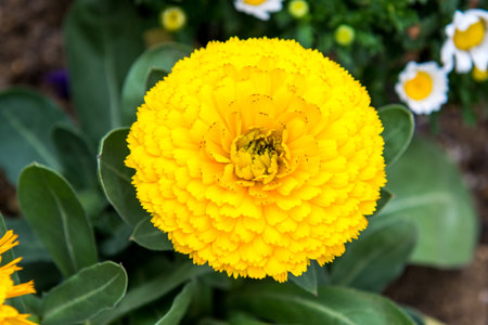 Colorful flowers and trees in blossom in the summer seasonの写真素材