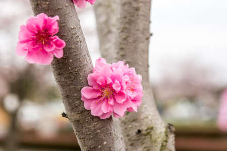 Colorful flowers and trees in blossom in the summer seasonの写真素材