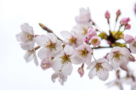 Colorful flowers and trees in blossom in the summer seasonの写真素材