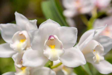 Colorful flowers and trees in blossom in the summer seasonの写真素材