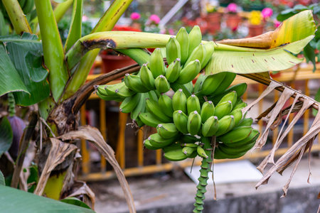 Banana tree with green bananas in a flowerpot, Thailand.の写真素材