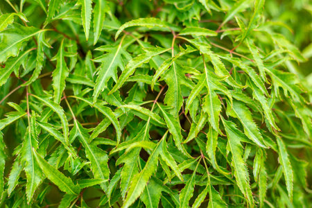 Close up of green leaves in the garden. Nature background and texture.