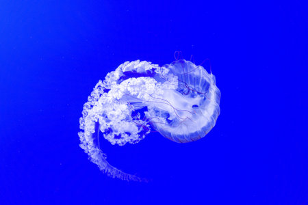 jellyfish in the deep blue sea, closeup of photo