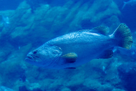 Close up of a big grouper fish swimming in a blue water