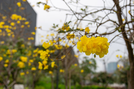 Yellow flower in the garden. (Tabebuia rosea)の写真素材