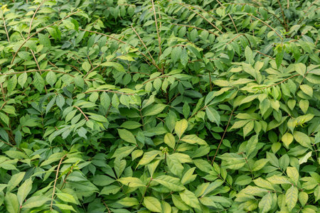 Green leaves background. Natural green leaves background. Green leaves background.