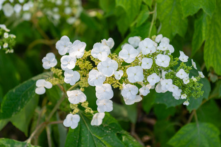 Hydrangea macrophylla, white flowers on green background.
