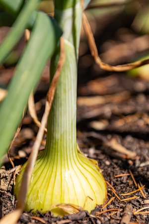 onion growing in the garden, close-up, selective focusの写真素材