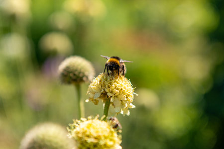 Bee on a flower in the garden. Bumblebee pollinates a flower