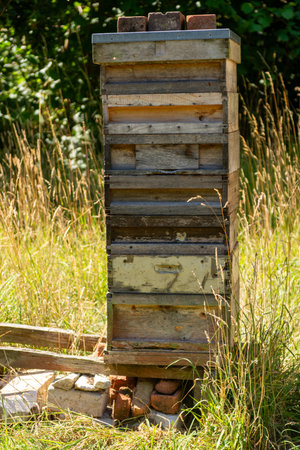 Beehive in the apiary. Beekeeping in the countryside.の写真素材