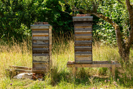 Beehives in the garden of an apple orchard in summer