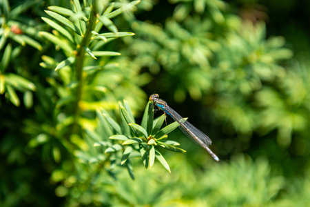Dragonfly resting on a green branch of a coniferous tree
