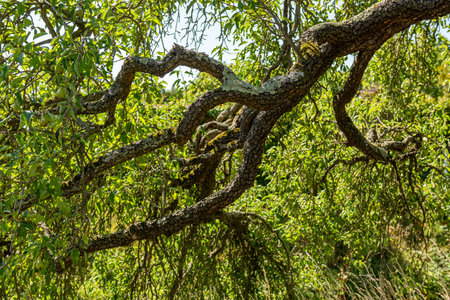 Old tree branch in the forest. Close up. Nature background.