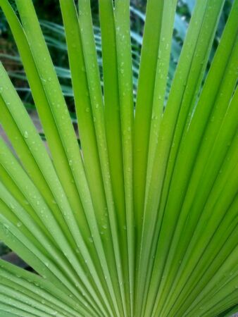 Natural Saw Palmetto Leaf Background Stock Photoの写真素材