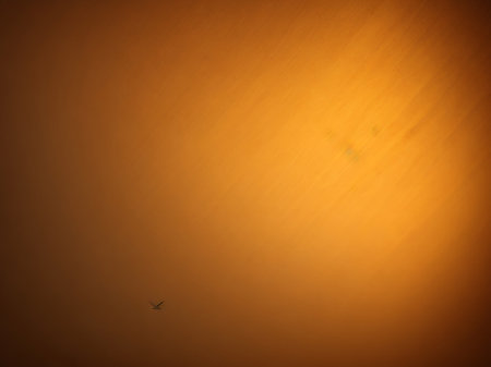 abstract orange background with a bird flying in the sky, sunsetの素材