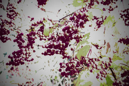 Viburnum branch with sepia and blur effect for grunge background