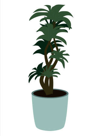 Home plant in a pot for interior decoration in illustrationのイラスト素材