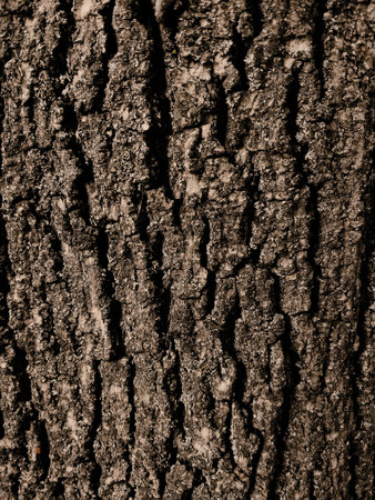 vertical tree bark texture backgroundの写真素材