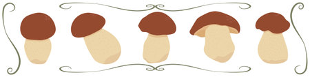 Set of boletus mushrooms vector isolated on whiteのイラスト素材