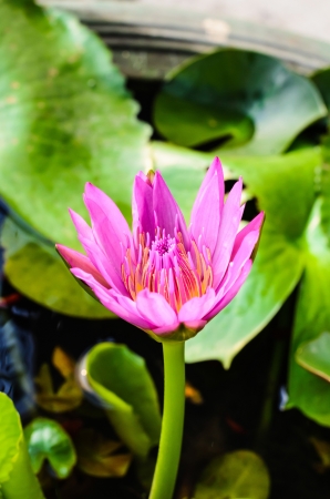 lotus magenta water lily in potの写真素材