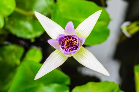  close up lotus magenta on potの写真素材